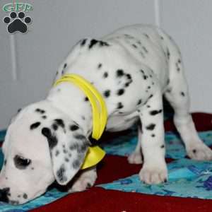 Goldy, Dalmatian Puppy