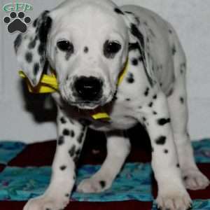 Goldy, Dalmatian Puppy