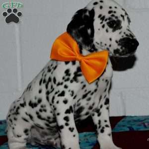 Gitty, Dalmatian Puppy