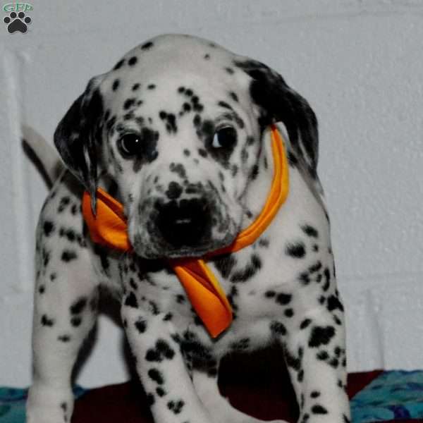 Gitty, Dalmatian Puppy