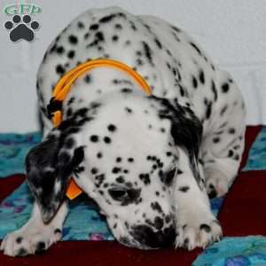 Gitty, Dalmatian Puppy