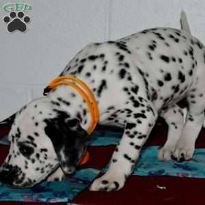 Gitty, Dalmatian Puppy