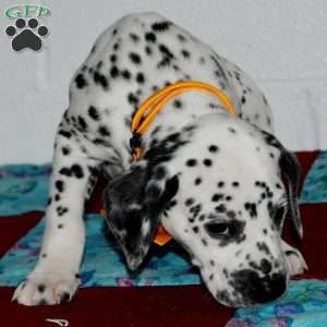 Gitty, Dalmatian Puppy