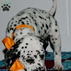 Gitty, Dalmatian Puppy