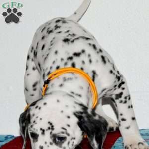 Gitty, Dalmatian Puppy