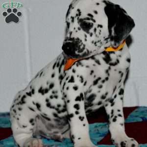 Gitty, Dalmatian Puppy