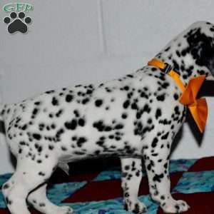 Gitty, Dalmatian Puppy