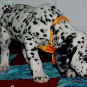 Gitty, Dalmatian Puppy