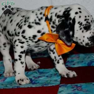 Gitty, Dalmatian Puppy