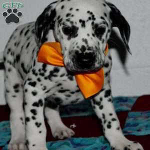 Gitty, Dalmatian Puppy