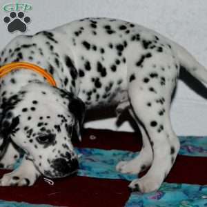 Gitty, Dalmatian Puppy