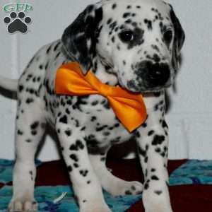 Gitty, Dalmatian Puppy