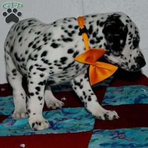 Gitty, Dalmatian Puppy