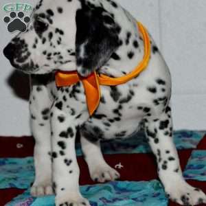 Gitty, Dalmatian Puppy