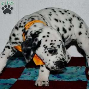 Gitty, Dalmatian Puppy