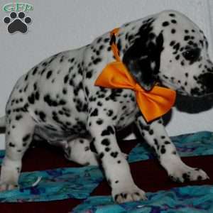 Gitty, Dalmatian Puppy