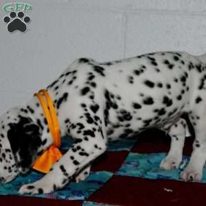 Gitty, Dalmatian Puppy