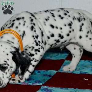 Gitty, Dalmatian Puppy