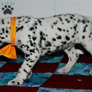 Gitty, Dalmatian Puppy