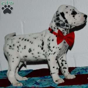 Gotcha, Dalmatian Puppy