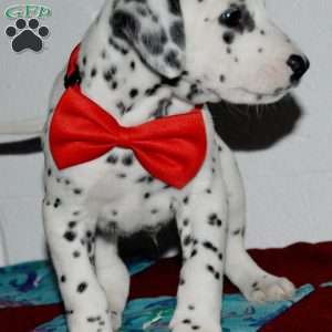 Gotcha, Dalmatian Puppy