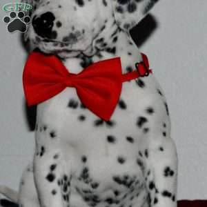 Gotcha, Dalmatian Puppy