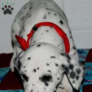 Gotcha, Dalmatian Puppy