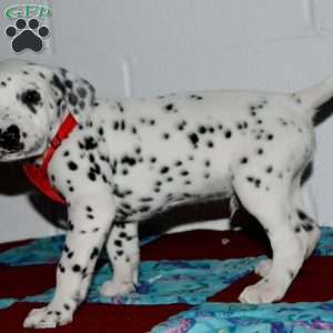 Gotcha, Dalmatian Puppy