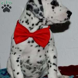 Gotcha, Dalmatian Puppy