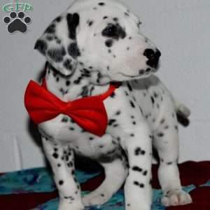 Gotcha, Dalmatian Puppy