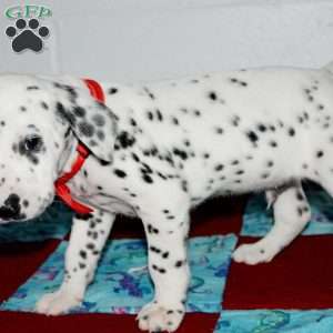 Gotcha, Dalmatian Puppy