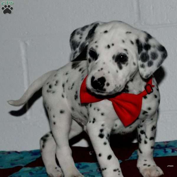 Gotcha, Dalmatian Puppy