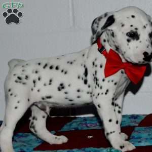 Gotcha, Dalmatian Puppy