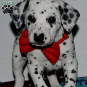 Gotcha, Dalmatian Puppy