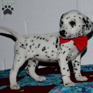 Gotcha, Dalmatian Puppy