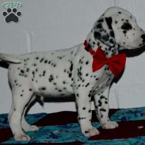 Gotcha, Dalmatian Puppy