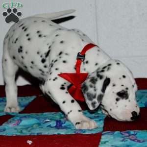 Gotcha, Dalmatian Puppy