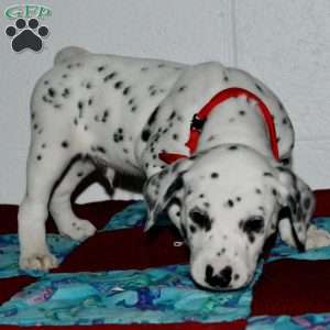 Gotcha, Dalmatian Puppy