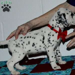 Gotcha, Dalmatian Puppy