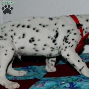 Gotcha, Dalmatian Puppy