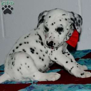 Gotcha, Dalmatian Puppy