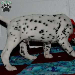 Gotcha, Dalmatian Puppy