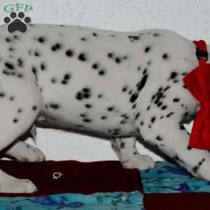 Gotcha, Dalmatian Puppy