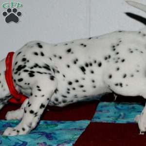 Gotcha, Dalmatian Puppy