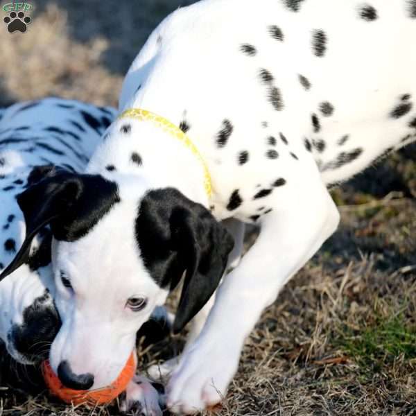 Tika, Dalmatian Puppy