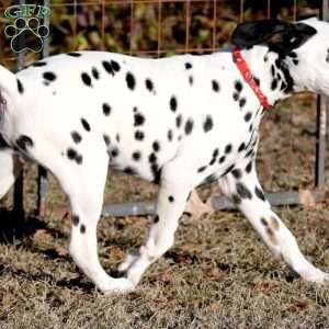 Dude, Dalmatian Puppy