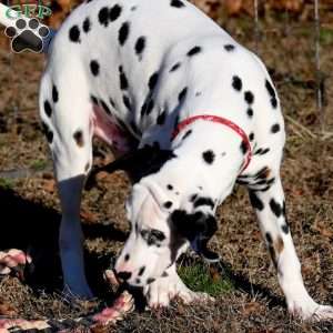 Dude, Dalmatian Puppy