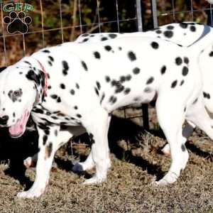 Dude, Dalmatian Puppy