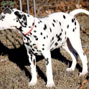 Dude, Dalmatian Puppy