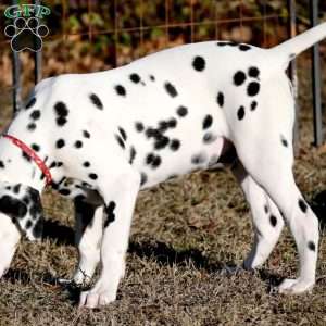 Dude, Dalmatian Puppy